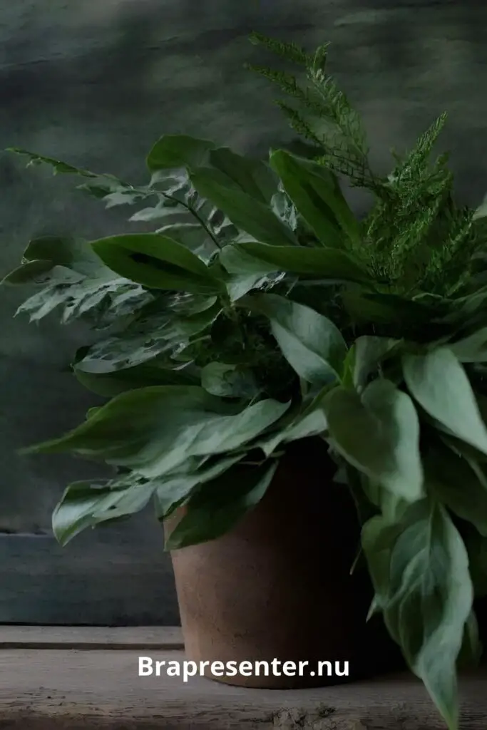 En grönskande present som ständigt påminner om din omtanke – ge bort en samling vackra växter.
